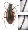 Agonum piceum